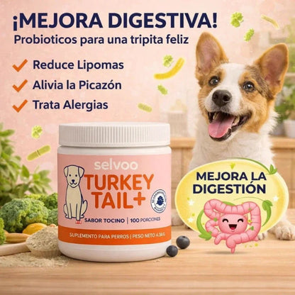 🥓 🐶Probiótico Mascota Turkey Tail – Bienestar digestivo y defensas fuertes