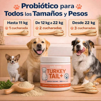 🥓 🐶Probiótico Mascota Turkey Tail – Bienestar digestivo y defensas fuertes