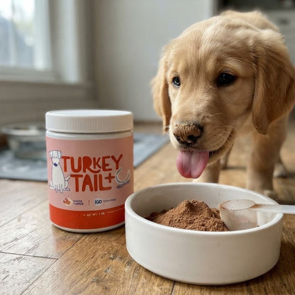 🥓 🐶Probiótico Mascota Turkey Tail – Bienestar digestivo y defensas fuertes